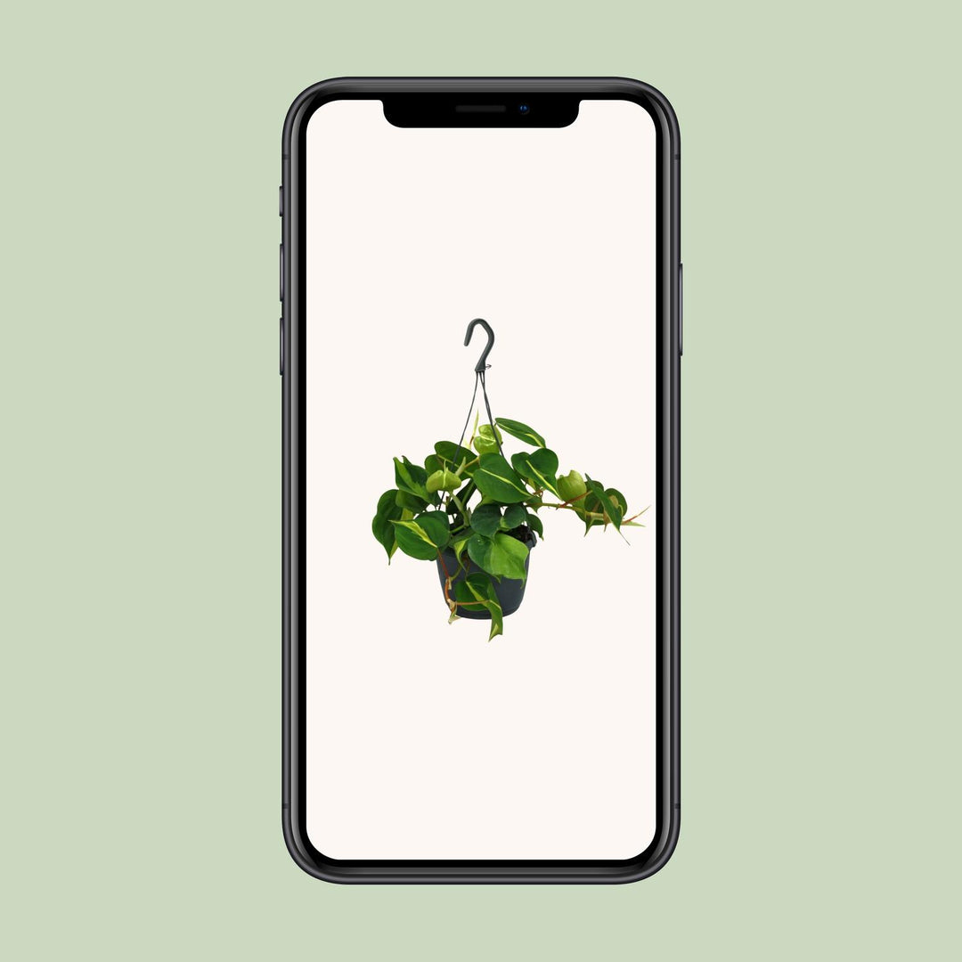 Philodendron scandens 'Brasil' - Ø15cm - ↕35cm