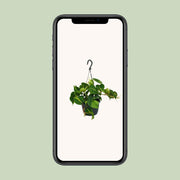 Philodendron scandens 'Brasil' - Ø15cm - ↕35cm