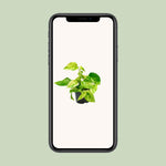 Load image into Gallery viewer, Epipremnum pinnatum &#39;Marble Queen&#39; (Scindapsus) - Ø12cm - ↕15cm
