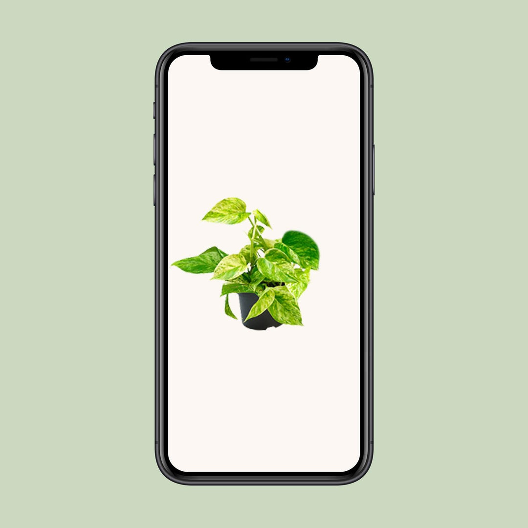 Epipremnum pinnatum 'Marble Queen' (Scindapsus) - Ø12cm - ↕15cm