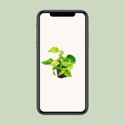 Epipremnum pinnatum 'Marble Queen' (Scindapsus) - Ø12cm - ↕15cm