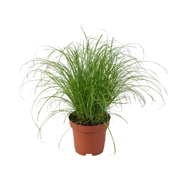 Cyperus alternifolius 'Zumula' (Cat Grass) - Ø12cm - ↕28cm