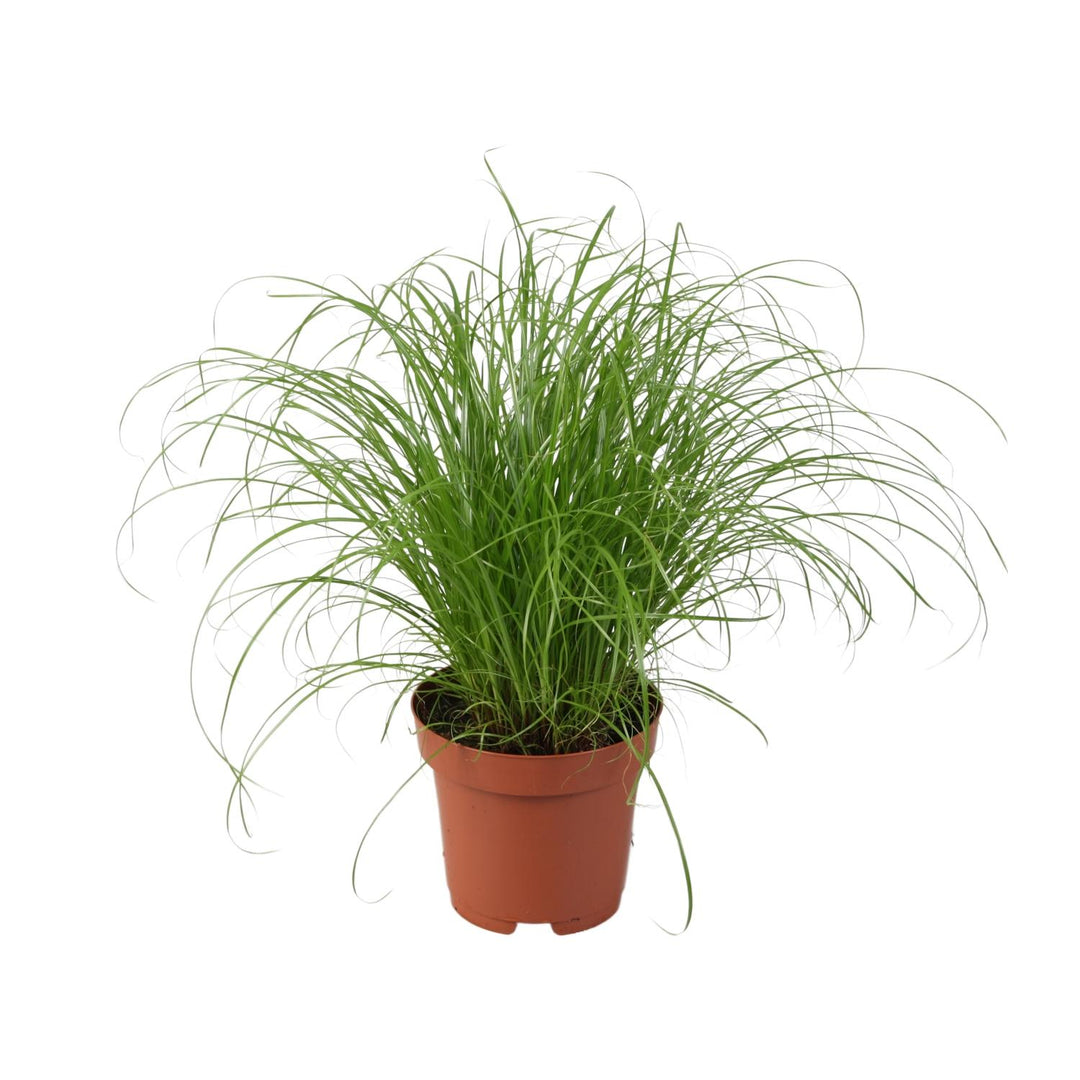 Cyperus alternifolius 'Zumula' (Cat Grass) - Ø12cm - ↕28cm