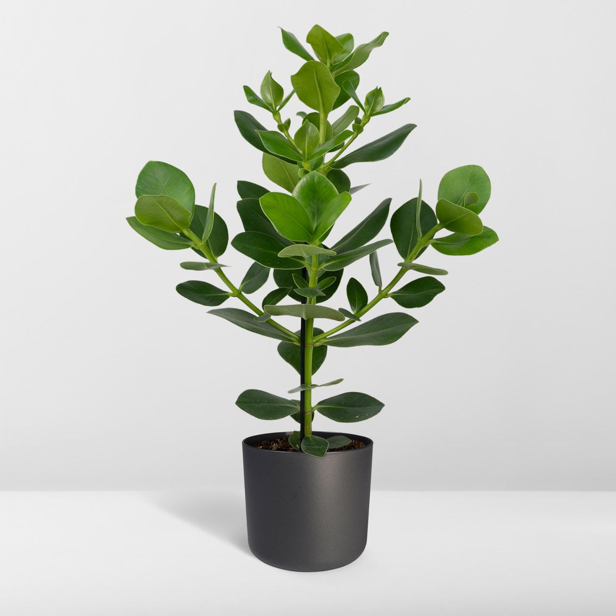 Clusia rosea 'Princess' - Ø17cm - ↕60cm