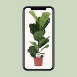 Load image into Gallery viewer, Ficus lyrata - Ø17cm - ↕60cm