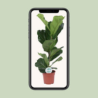 Ficus lyrata - Ø17cm - ↕60cm
