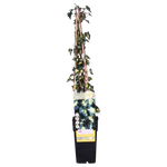 Load image into Gallery viewer, Hedera helix &#39;Goldheart&#39; - Ø15cm - ↕65cm
