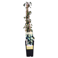 Hedera helix 'Goldheart' - Ø15cm - ↕65cm