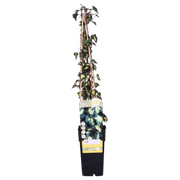 Hedera helix 'Goldheart' - Ø15cm - ↕65cm