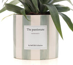 Load image into Gallery viewer, Ananas Rosita Gift "The Passionate" WITH GREETING CARD! - Ø12cm - ↕35cm