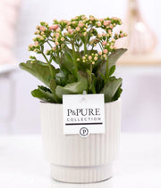 Kalanchoe Pink In P&PURE Ivy Ceramics, Shiny White - Ø12cm - ↕27cm