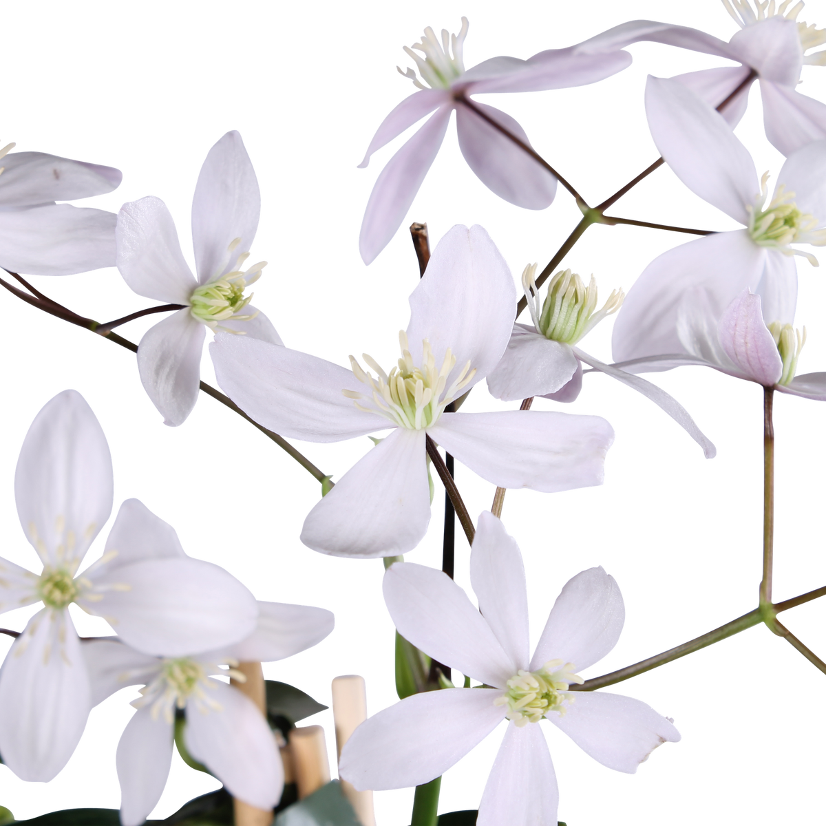 Clematis armandii 'Apple Blossom' - Ø15cm - ↕65cm