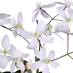 Load image into Gallery viewer, Clematis armandii &#39;Apple Blossom&#39; (Light Pink Clematis) - Ø15cm - ↕65cm

