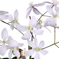 Clematis armandii 'Apple Blossom' - Ø15cm - ↕65cm