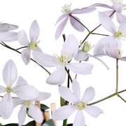Clematis armandii 'Apple Blossom' (Light Pink Clematis) - Ø15cm - ↕65cm