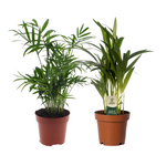 Load image into Gallery viewer, Mini Palm Duo Set - Dypsis lutescens + Chamadorea Duo - 2 plants - Ø12cm - ↕40cm