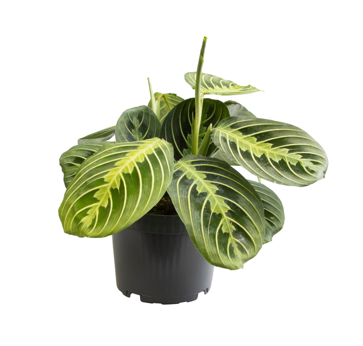 Maranta leuconeura 'Lemon Lime' - Ø12cm - ↕30cm