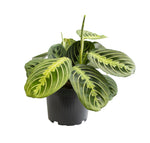 Load image into Gallery viewer, Maranta leuconeura 'Lemon Lime' - Ø12cm - ↕30cm