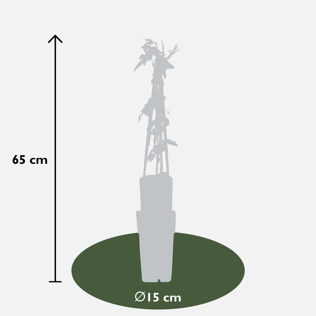 Passiflora mix - 3 pieces - ↨65cm - Ø15