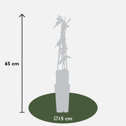 Passiflora mix - 3 pieces - ↨65cm - Ø15