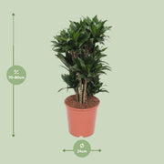 Dracaena fragrans 'Compacta' - Ø24cm - ↕80cm