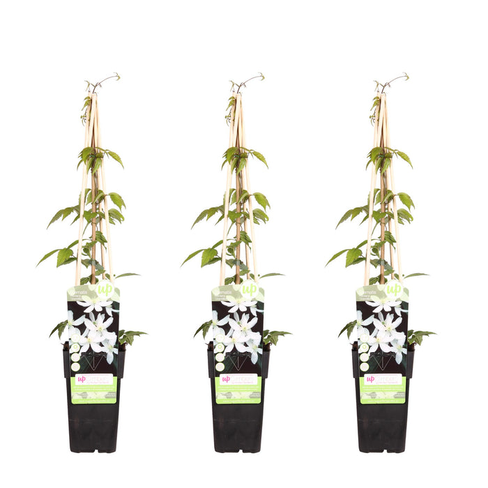 Clematis Montana 'Grandiflora' - 3 plants - Ø15 - ↨65cm