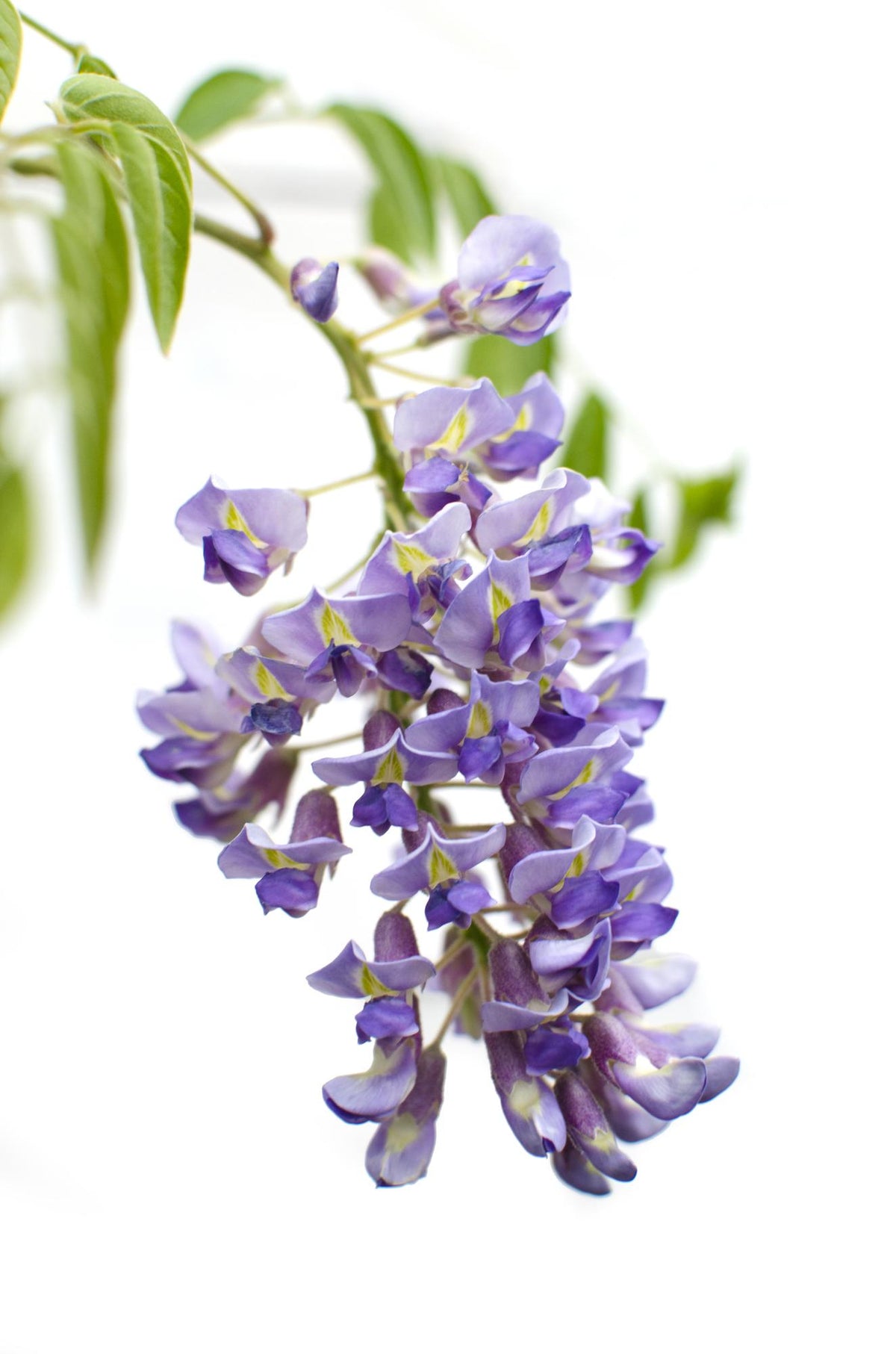 Glicine cinese 'Prolific' - 2 pezzi - ↨65cm - Ø15