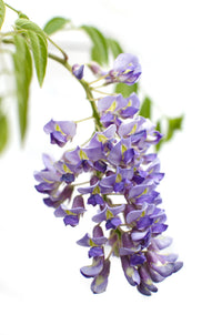 Glicine cinese 'Prolific' - 2 pezzi - ↨65cm - Ø15