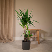 Yucca elephantipes - Ø17cm - ↕85cm