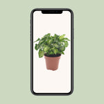 Load image into Gallery viewer, Syngonium &#39;Pixie&#39; - Ø12cm - ↕20cm
