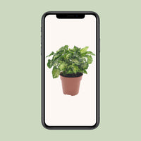 Syngonium 'Pixie' - Ø12cm - ↕20cm