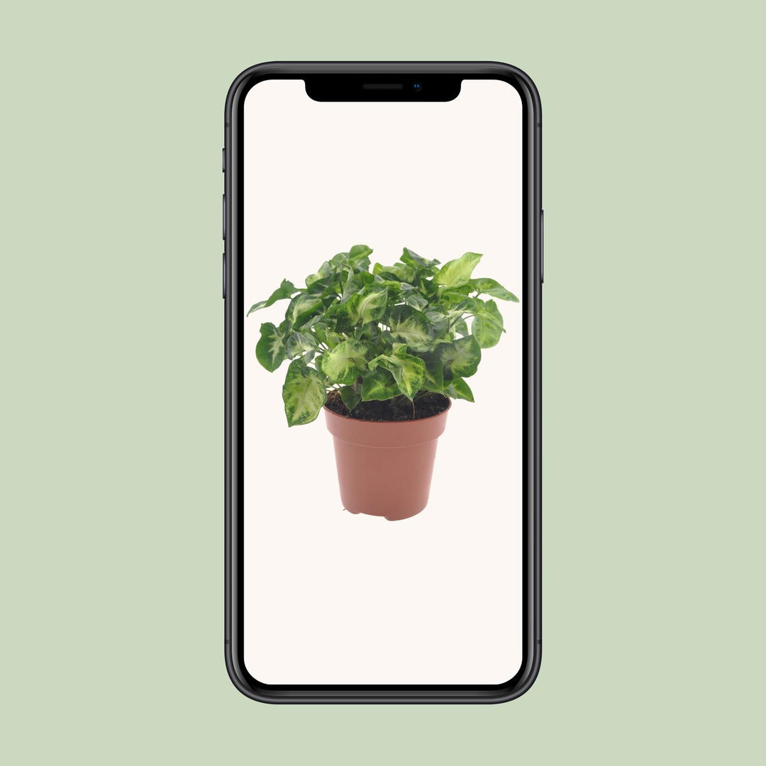 Syngonium 'Pixie' - Ø12cm - ↕20cm