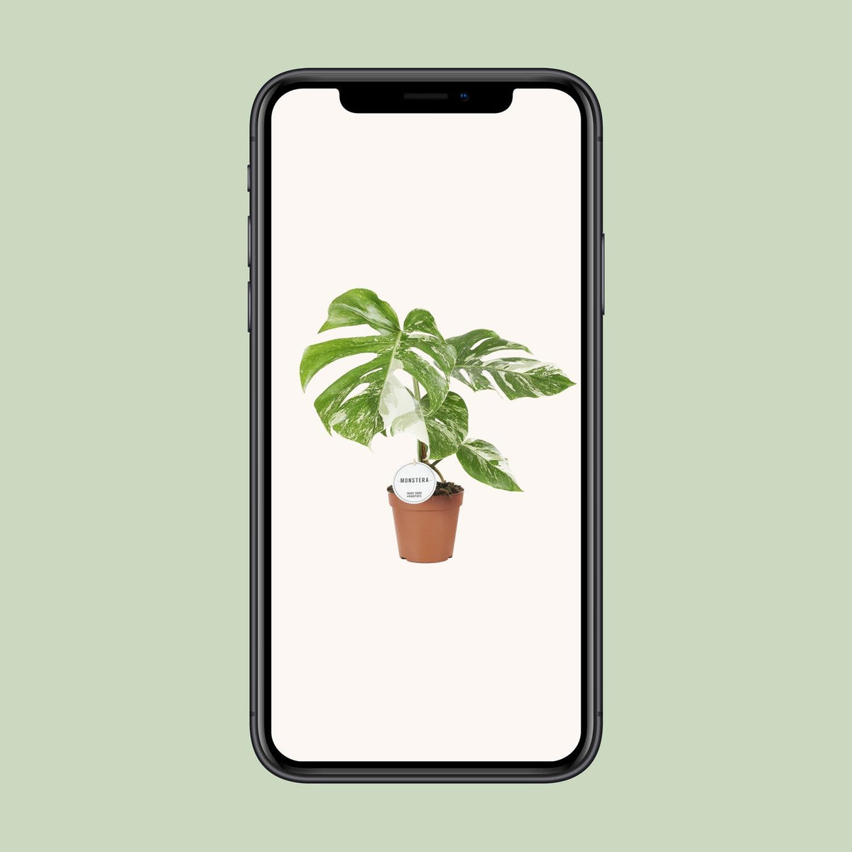 Monstera deliciosa Variegata - Ø15cm - ↕45cm