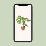 Load image into Gallery viewer, Monstera deliciosa Variegata - Ø15cm - ↕45cm