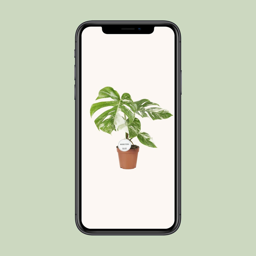Monstera deliciosa Variegata - Ø15cm - ↕45cm