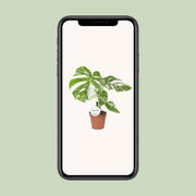 Monstera deliciosa Variegata - Ø15cm - ↕45cm