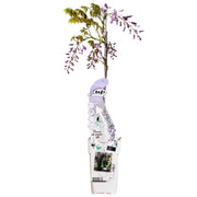 Wisteria sinensis 'Caroline' - Ø15cm - ↕65cm