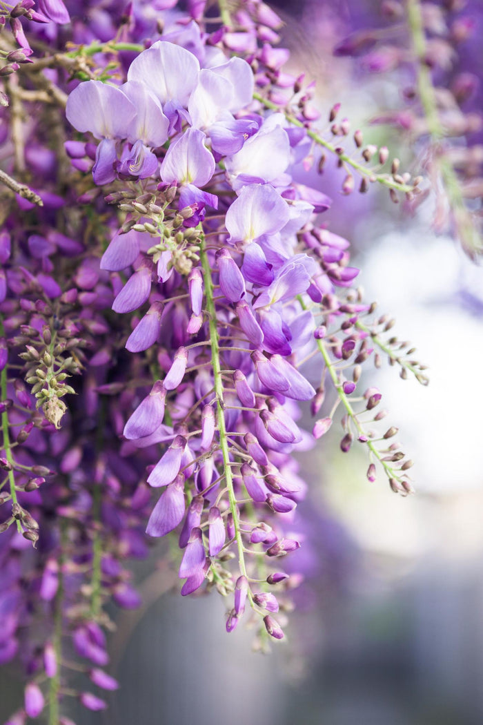 Wisteria floribunda 'Naga Noda' - Ø15cm - ↕65cm