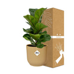Load image into Gallery viewer, Ficus lyrata ‘Bambino’ in ELHO Vibes Fold Pot, Yellow, Ø14cm ↕35cm