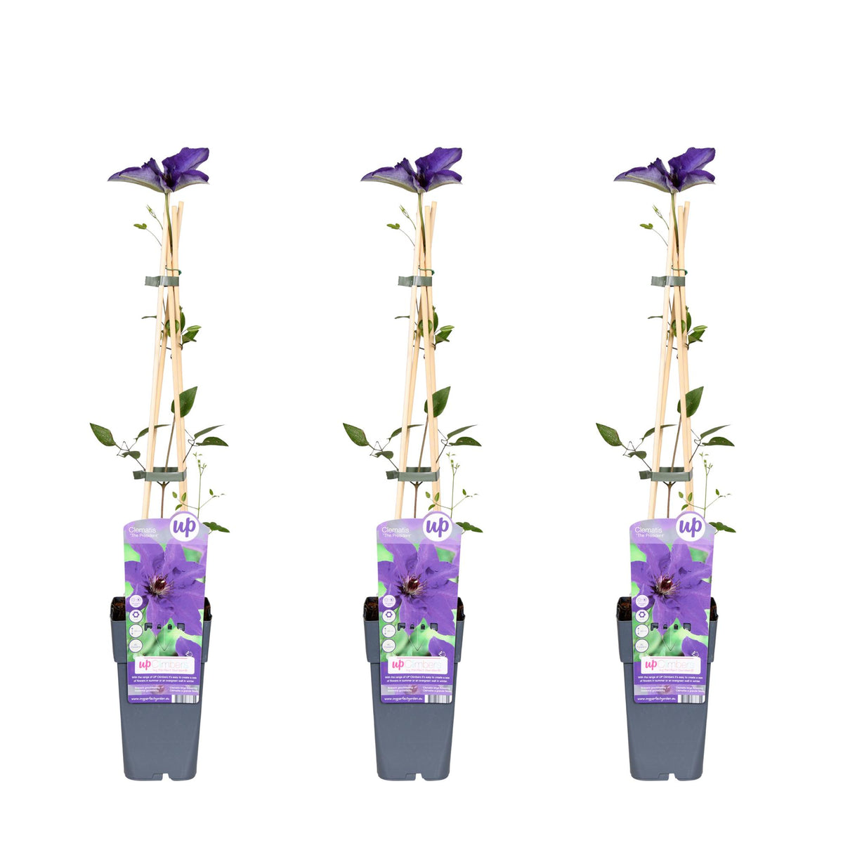 Clematis 'The President' - 3 piante - ↨65cm - Ø15