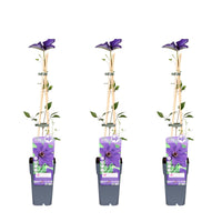 Clematis 'The President' - 3 piante - ↨65cm - Ø15
