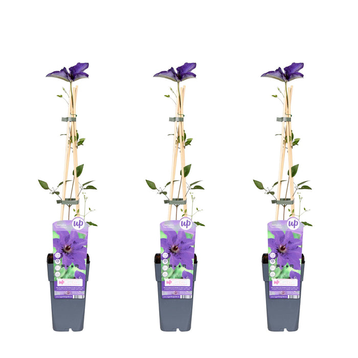 Clematis 'The President' - 3 plants - ↨65cm - Ø15