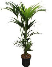 Howea Forsteriana (Kentia) - Ø21cm - ↕120cm