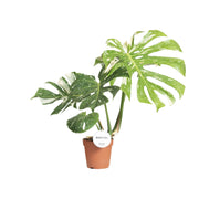 Monstera deliciosa 'Thai Constellation' - Ø15cm - ↕40-50cm