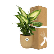 Dieffenbachia seguine ‘Camilla’ in ELHO Vibes Fold, Yellow - Ø14cm - ↕35cm
