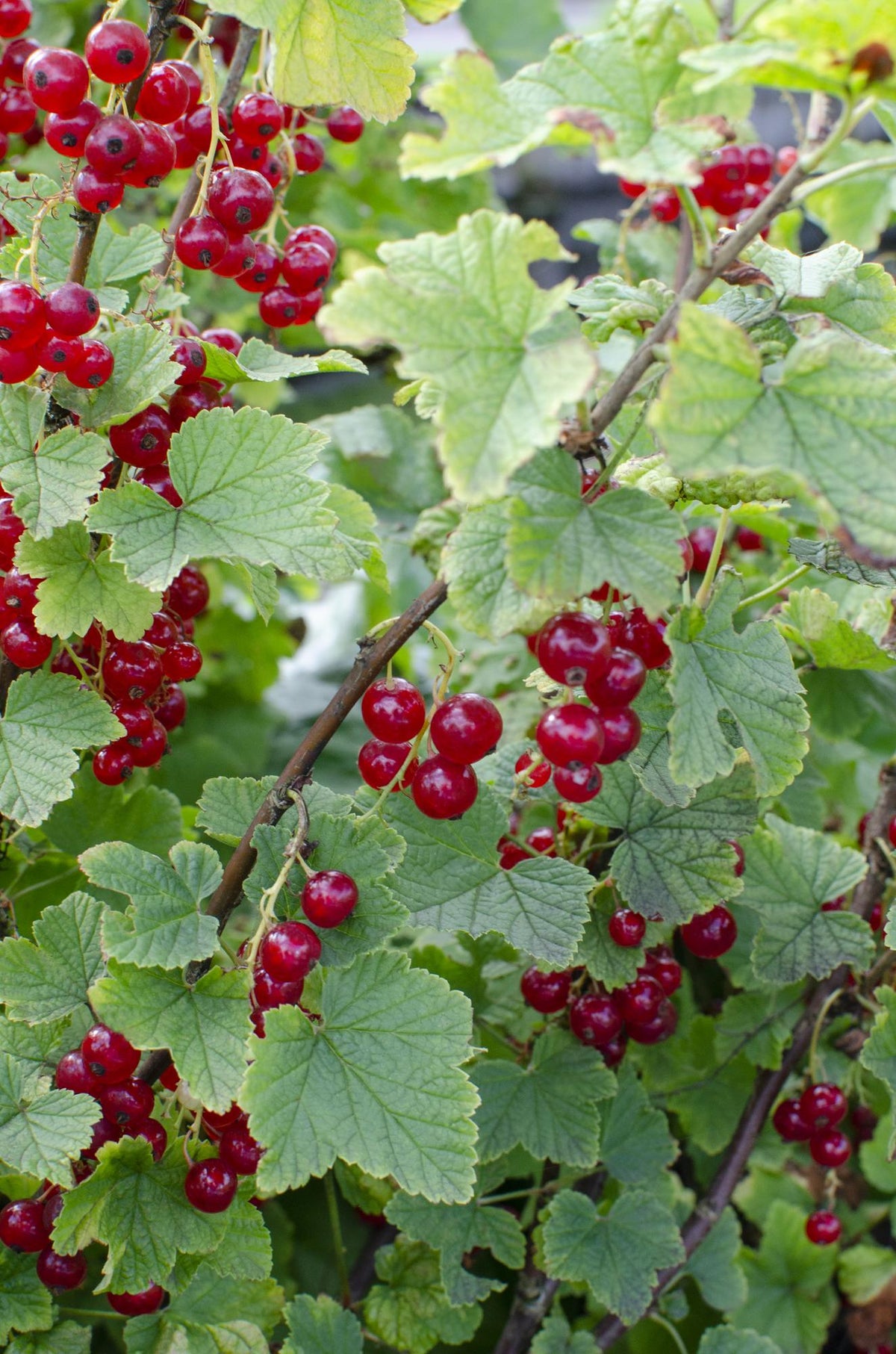 Ribes rubrum 'Jonkheer van Tets' (Ribes Rosso) - Ø13cm - ↕45cm