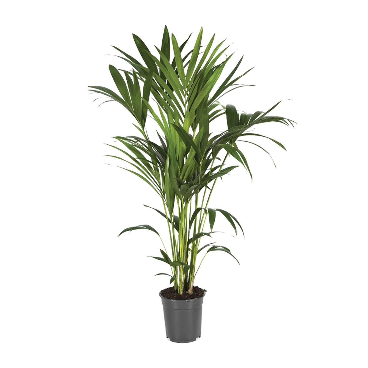 Howea Forsteriana (Kentia) - Ø21cm - ↕120cm