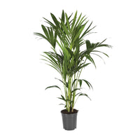 Howea Forsteriana (Kentia) - Ø21cm - ↕120cm