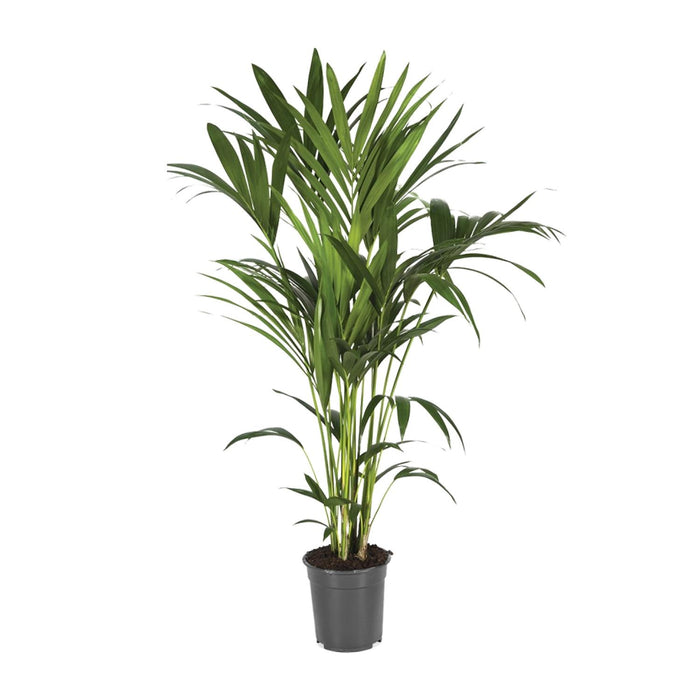 Howea Forsteriana (Kentia) - Ø21cm - ↕120cm