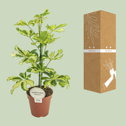 Schefflera arboricola 'Charlotte' - Ø13cm - ↕45cm